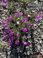 Epilobium siskiyouense