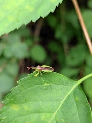 Cnizocoris sinensis