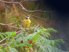 Cyanistes teneriffae