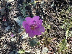 Epilobium siskiyouense
