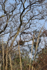 Tillandsia prodigiosa