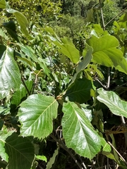 Quercus calophylla