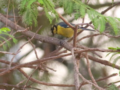 Cyanistes teneriffae