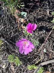 Epilobium siskiyouense