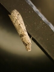 Ancylosis oblitella