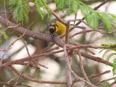 Cyanistes teneriffae