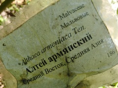 Althaea armeniaca