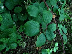 Rubus bartonii
