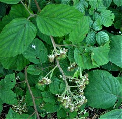Rubus bartonii