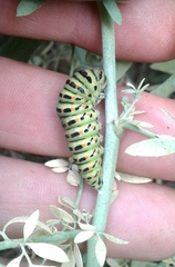 Papilio machaon machaon