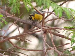 Cyanistes teneriffae