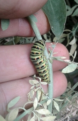 Papilio machaon machaon
