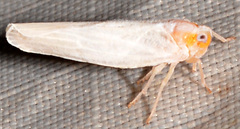 Neocenchrea heidemanni