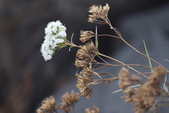 Stevia salicifolia