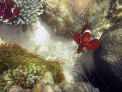Amphiprion biaculeatus