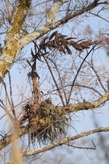 Tillandsia prodigiosa