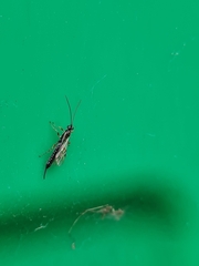 Clistopyga incitator