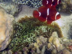 Amphiprion biaculeatus