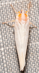 Neocenchrea heidemanni