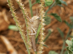 Anacridium aegyptium