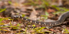 Atractus badius
