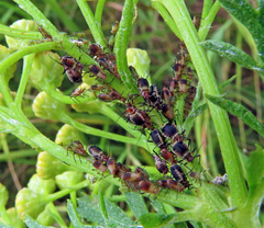 Metopeurum fuscoviride