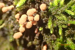 Arcyria ferruginea