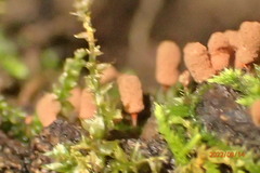 Arcyria ferruginea