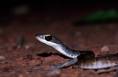 Dendrophidion dendrophis