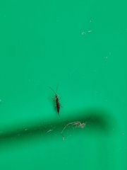 Clistopyga incitator