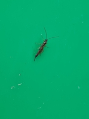 Clistopyga incitator