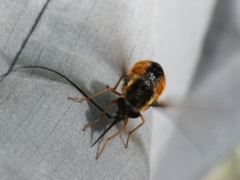 Philoliche longirostris