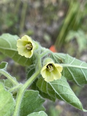 Physalis missouriensis