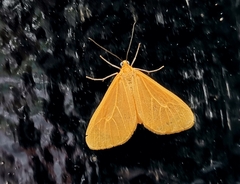 Eubaphe pumilata