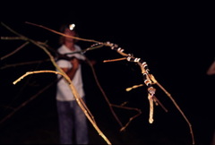 Rhinobothryum lentiginosum