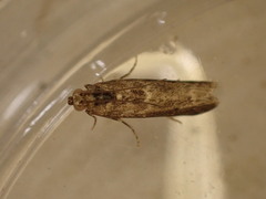 Ancylosis oblitella