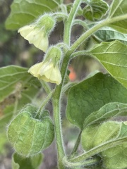 Physalis missouriensis