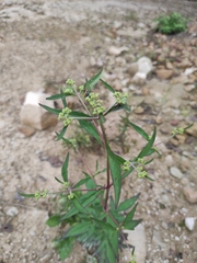 Patrinia heterophylla