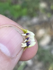 Physalis missouriensis