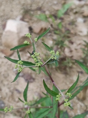 Patrinia heterophylla