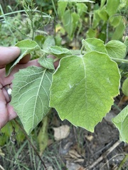 Physalis missouriensis