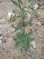 Patrinia heterophylla