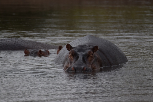 Hippo