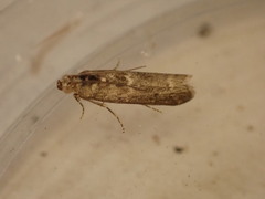 Ancylosis oblitella