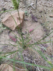 Carex neurocarpa