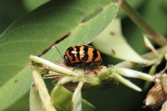 Cryptocephalus trifasciatus