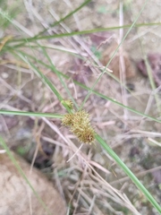 Carex neurocarpa