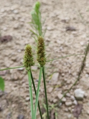 Carex neurocarpa