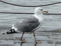 Larus michahellis