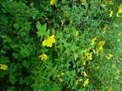 Hypericum × hidcoteense